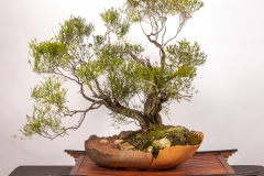 30 Baeckia brevifolia