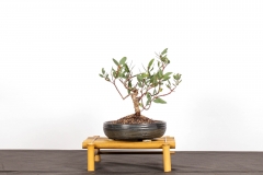 33 Eucalyptus calycogona