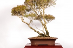35 Melaleuca linariifolia