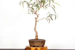 36 Eucalyptus camaldulensis