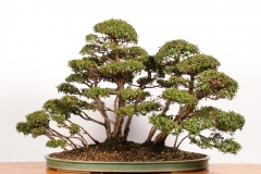 37 Leptospermum laevigatum