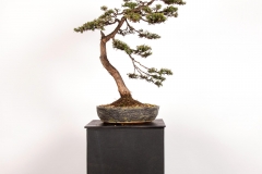 39 Leptospermum lanigerum