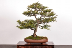 4-Nothofagus-cunninghamii
