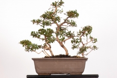 40 Leptospermum laevigatum