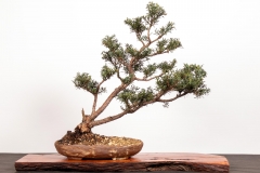 42 Podocarpus lawrencei