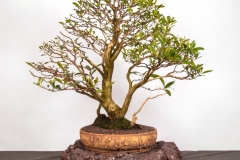 43 Tristaniopsis laurina