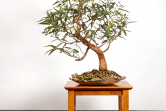44 Angophora costata