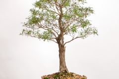 45 Leptospermum petersonii