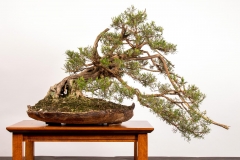 46 Kunzea phylicoides