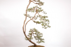 47 Kunzea peduncularis