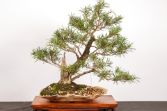 48 Callistemon viminalis