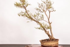 50 Kunzea peduncularis