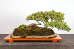 52 Leptospermu laevigatum
