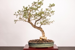 53 Melaleuca ericifolia