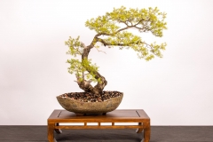 54 Kunzea ambigua