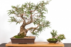 55 Agonis flexuosa
