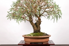 56 Eucalyptus camaldulensis