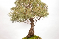 57 Eucalyptus nicholii