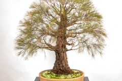 58 Allocasuarina torulosa