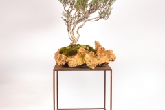 59 Melaleuca halmaturorum