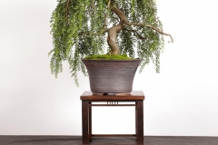 6 Acacia howittii