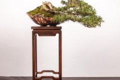 60 Melaleuca virens