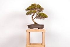 61 Kunzea parvifolia