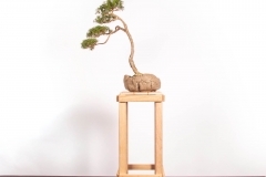 62 Kunzea ambigua