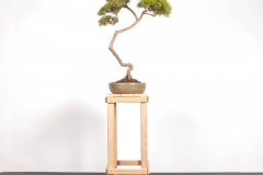 63 Kunzea ambigua