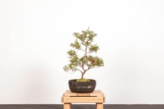 65 Leptospermum sp