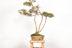 66 Kunzea peduncularis
