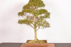 67 Leptospermum continentale