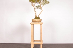 68 Leptospermum polygalifolium