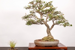 8 Banksia integrifolia