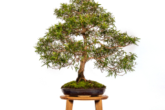 44 Leptospermum petersonii