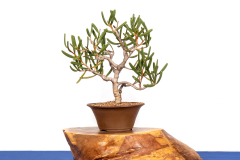 45-Hakea-clavata