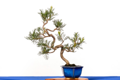 47-Hakea-drupacea