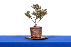 48-Phebalium-stenophyllum