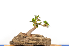 49-Ficus-macrophylla
