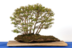 56 Leptospermum scoparium