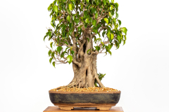 58 Ficus benjamina