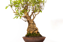 60 Banksia serrata