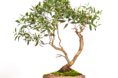64 Eucalyptus lehmannii