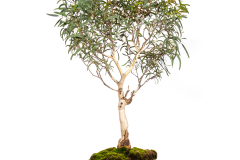 65 Eucalyptus mannifera