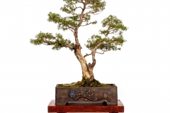 10-Melaleuca-styphelioides