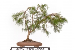 11-Lagarostrobus-franklinii