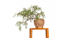 12-Microstrobos-fitzgeraldii