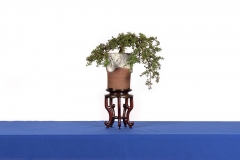 13-Leptospermum-rupestre-rocky-cape