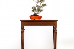 15-Kunzea-peduncularis