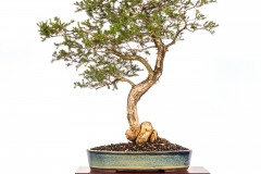 16-Melaleuca-ericifolia